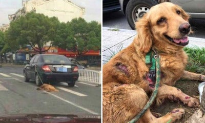 Man Drives Car, Unaware He Was Dragging Pet Dog On The Road - World Of Buzz 4