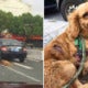 Man Drives Car, Unaware He Was Dragging Pet Dog On The Road - World Of Buzz 4