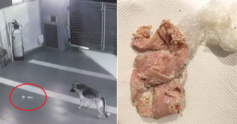 M'Sian Girl Suspects Neighbours Tried To Poison Her Dog After Discovering Suspicious Meat - World Of Buzz 3