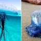 Tourists Warned After Venomous Sea Creatures Detected At A Thailand Beach - World Of Buzz
