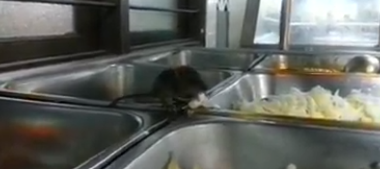 Video Of Rat Eating Food Allegedly In Klang Hospital Cafeteria Upsets Netizens - World Of Buzz