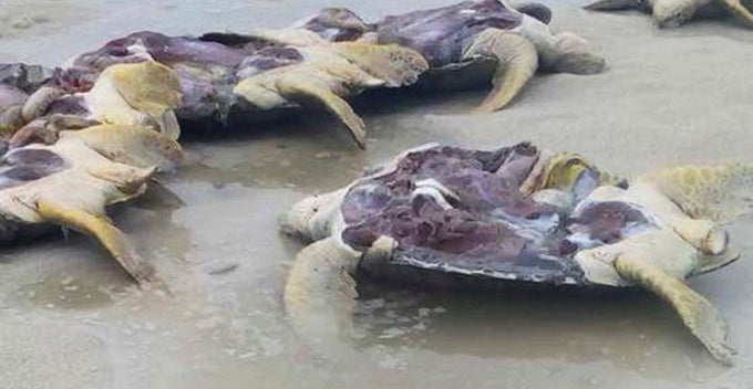 8 Endangered Green Turtles Allegedly Gutted And Discarded On Malaysian Beach - World Of Buzz