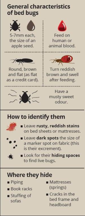 Bed Bugs are Attracted to Our Sweat! Here are 4 Tips on How to Avoid Them - WORLD OF BUZZ 3