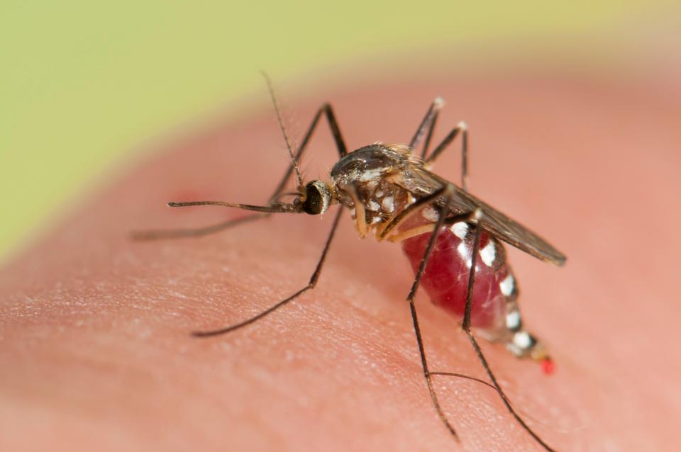 Experts Warn of Deadly Super Malaria Spreading Through Southeast Asia - WORLD OF BUZZ