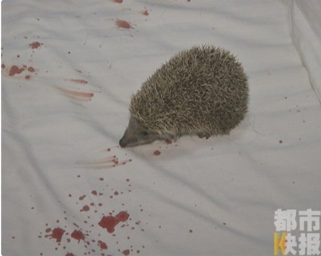 Guests Bizarrely Find Hedgehog in Hotel's Pillow After Pricking Woman's Butt - WORLD OF BUZZ 1