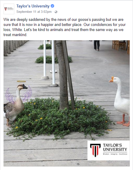 One of The Geese from Taylor's University Just Died And Students Had a Memorial For It - WORLD OF BUZZ 10