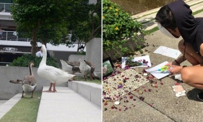 One Of The Geese From Taylor'S University Just Died And Students Had A Memorial For It - World Of Buzz 11