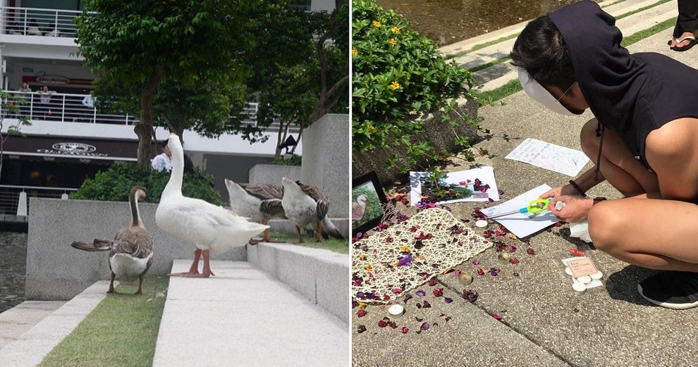 One of The Geese from Taylor's University Just Died And Students Had a Memorial For It - WORLD OF BUZZ 11