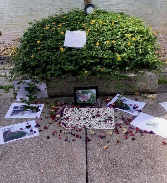 One of The Geese from Taylor's University Just Died And Students Had a Memorial For It - WORLD OF BUZZ 4