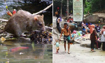 Rat Urine Disease Cases Increasing Due To M'Sians Who Keep Littering - World Of Buzz 3