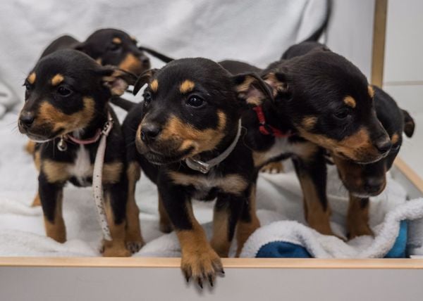 This Animal Shelter is Paying 1 Lucky Person to Play with Puppies for RM1700 a Day! - World Of Buzz 3