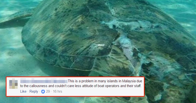 turtle killed by boat propeller in pulau perhentian netizens upset over negligence world of buzz 7