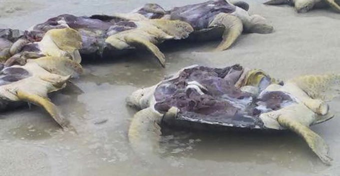 8 endangered green turtles allegedly gutted and discarded on malaysian beach world of buzz