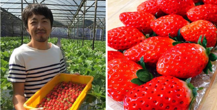 a japanese farmer is growing the sweetest strawberries right here in cameron highlands world of buzz 2