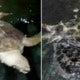 Another 7 Dead Turtles Found Butchered And Tied Up In Malaysian Scuba Diving Spot - World Of Buzz
