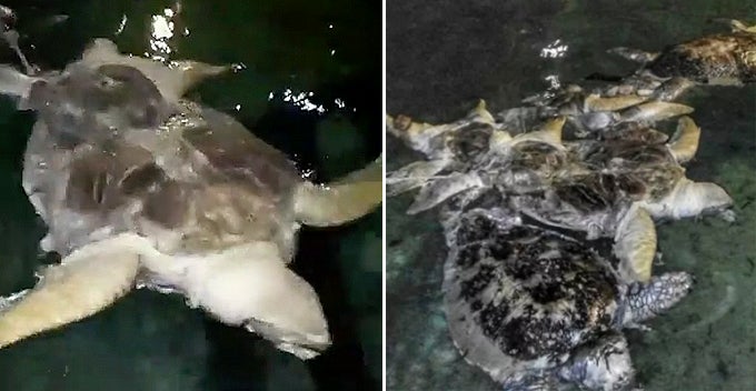 Another 7 Dead Turtles Found Butchered And Tied Up In Malaysian Scuba Diving Spot - World Of Buzz