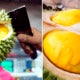 Bentong, Famous For Musang King Durian Chosen To Hold Global Durian Festival In November - World Of Buzz