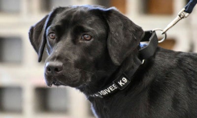 Bomb-Sniffing Labrador Fired After Feeling 'Meh' About Finding Explosives, Now Living Happy Life - World Of Buzz