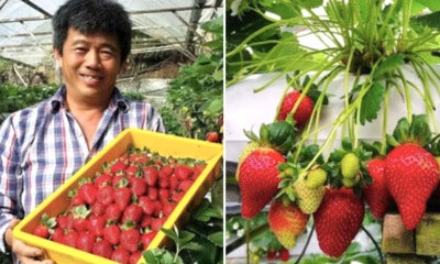Farmer Plays Music To Strawberries In Cameron Highland, Fruits Are Sweeter And Bigger - World Of Buzz
