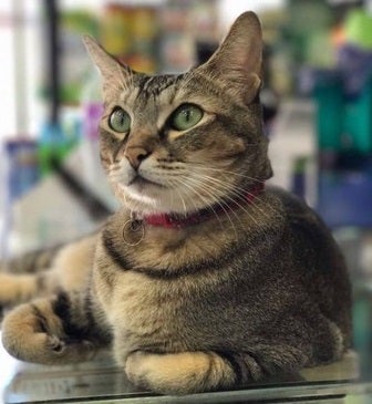 Hong Kong Authorities Want to "ARREST" This Cat For Allegedly Hurting Little Boy - WORLD OF BUZZ 2