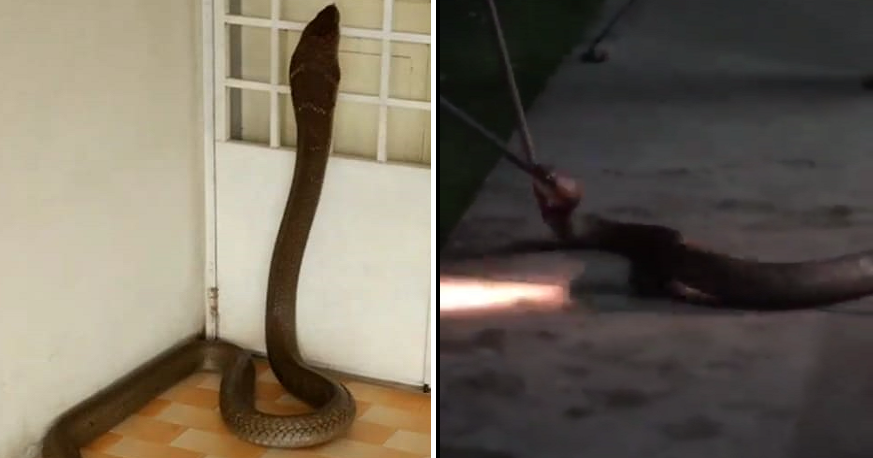 huge snake slithers into malaysians house for few days vacation finally discovered and caught world of buzz 6