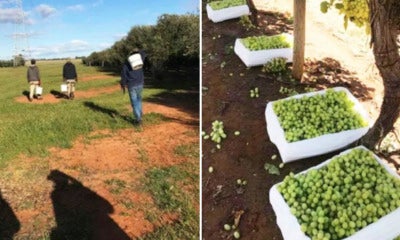 Malaysian Woman Shares The Harsh Truth Of Working Australian Farms - World Of Buzz