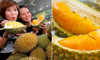 Malaysians Can Enjoy Cheaper Musang King Durian In November, Here'S Why - World Of Buzz