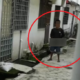 M'Sian Encounters Pervert Masturbating At Back Of Her House Who Refuses To Leave - World Of Buzz 5