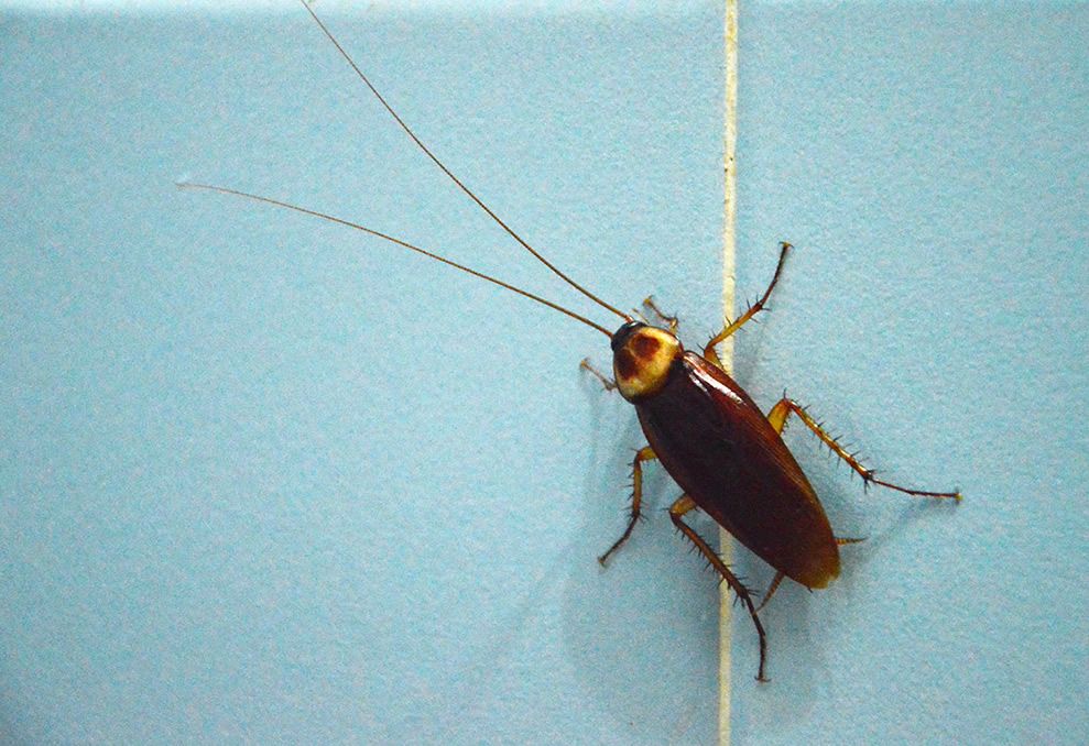 Passengers on 2 International Flights Find Over 100 Cockroaches on Board Planes - WORLD OF BUZZ 1