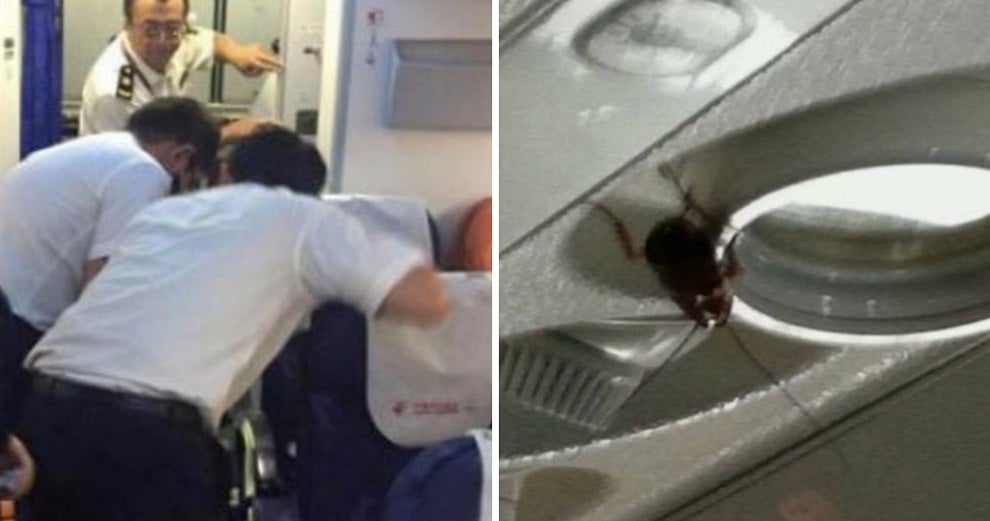 Passengers on 2 International Flights Find Over 100 Cockroaches on Board Planes - WORLD OF BUZZ
