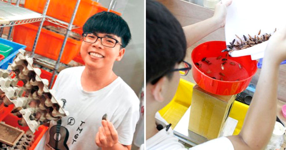 this 20 year old uni student makes rm28k per month by farming cockroaches world of buzz