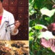 This Chinese Herbal Medicine Is Linked To Kidney Failure, Urinary Tract And Liver Cancer - World Of Buzz