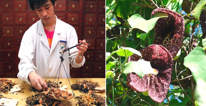 This Chinese Herbal Medicine Is Linked to Kidney Failure, Urinary Tract and Liver Cancer - WORLD OF BUZZ