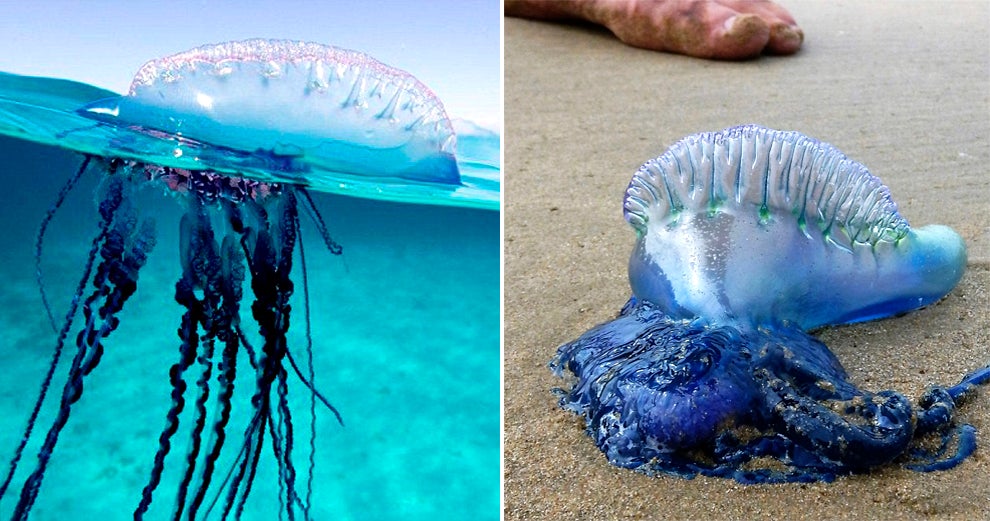 tourists warned after venomous sea creatures detected at a thailand beach world of buzz 1