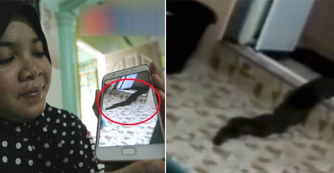 Video Of Snake Slowly Crawling Out Of Toilet In Malaysian House Will Make You Freak Out! - World Of Buzz