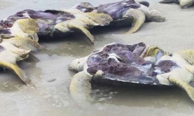 We Need To Talk About The Brutal Poaching Of Endangered Turtles In Malaysia - World Of Buzz 4