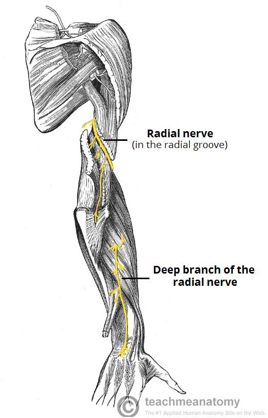 Anatomical Course of the Radial Nerve