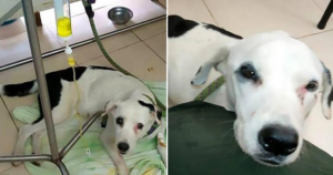 Abandoned Dog Dies of Broken Heart After Being Dumped by Owner in Airport - WORLD OF BUZZ 1