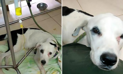 Abandoned Dog Dies Of Broken Heart After Being Dumped By Owner In Airport - World Of Buzz 1