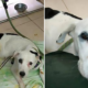 Abandoned Dog Dies Of Broken Heart After Being Dumped By Owner In Airport - World Of Buzz 1