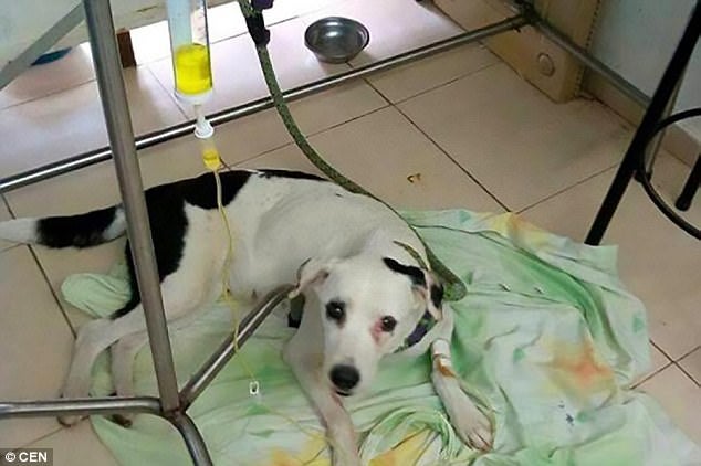 Abandoned Dog Dies of Broken Heart After Being Dumped by Owner in Airport - WORLD OF BUZZ
