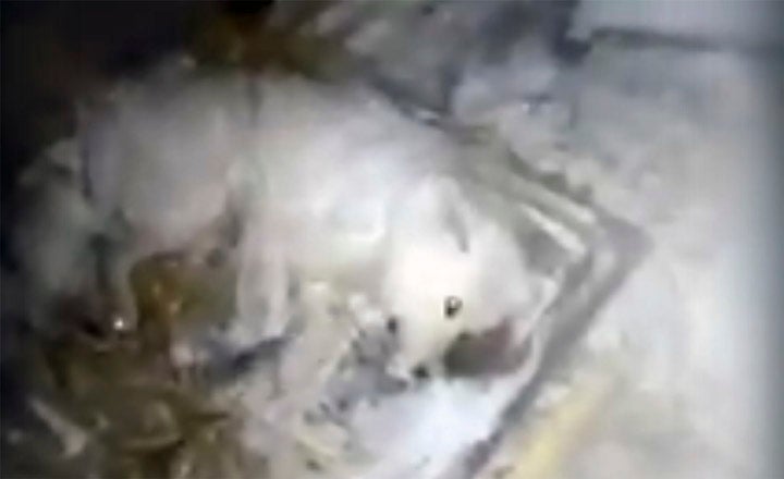 Dog Left to Slow and Painful Death in Freezing -32°C Weather by Cruel Owner - WORLD OF BUZZ 1