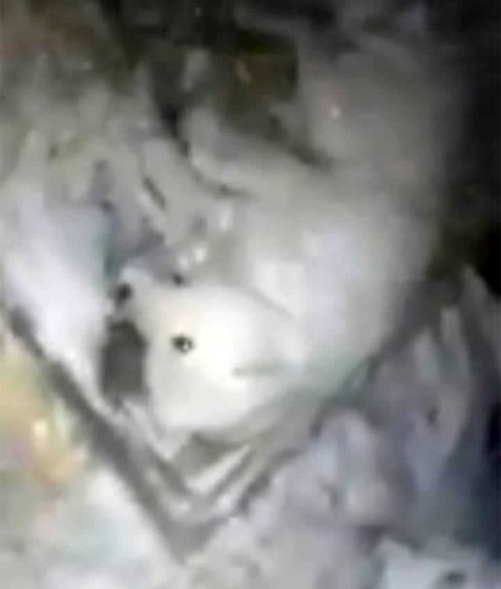 Dog Left To Slow And Painful Death In Freezing -32°C Weather By Cruel Owner - World Of Buzz 2