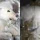 Dog Left To Slow And Painful Death In Freezing -32°C Weather By Cruel Owner - World Of Buzz 3