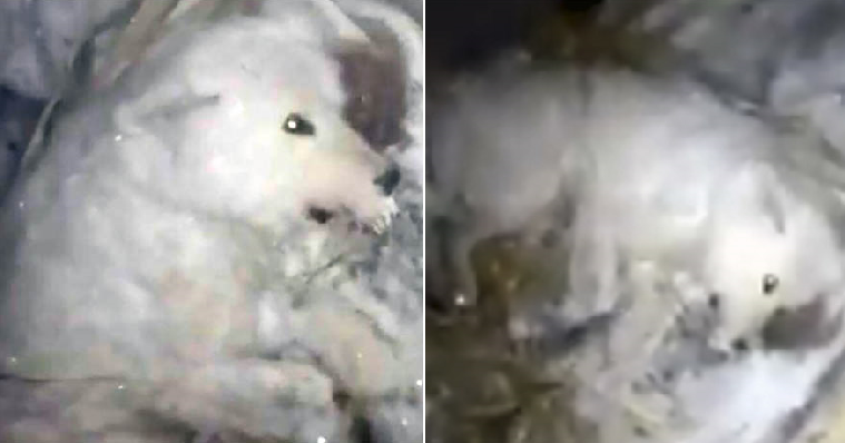 Dog Left To Slow And Painful Death In Freezing -32°C Weather By Cruel Owner - World Of Buzz 3