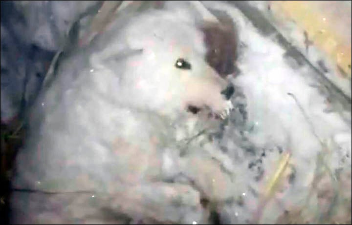 Dog Left to Slow and Painful Death in Freezing -32°C Weather by Cruel Owner - WORLD OF BUZZ