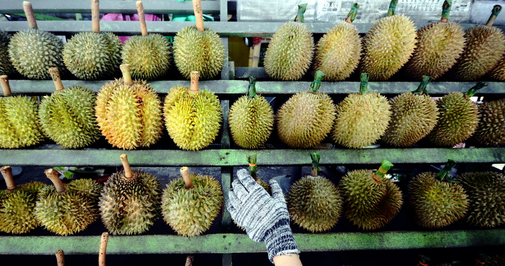 Lawmaker Wants &Quot;Durian Discount Cards&Quot; For Penangites Due To Increasing Prices - World Of Buzz 1