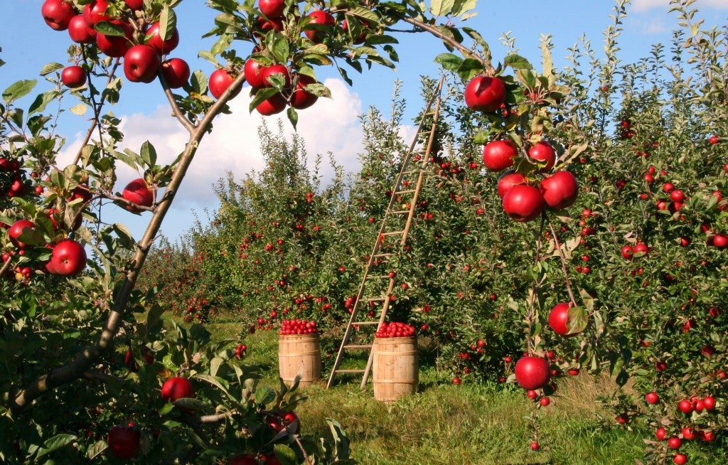[TEST] It's Now Harvest Season and You Can Experience Apple Picking Right Here in Malaysia! - WORLD OF BUZZ 1