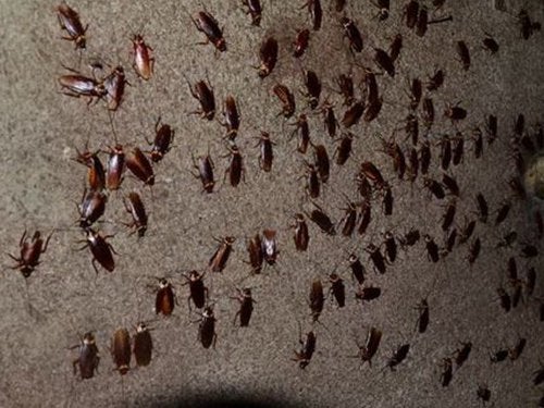 This Farm Proves Cockroaches Are Environmental-Friendly With 300 Million Of Them - World Of Buzz 1