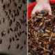 This Farm Proves Cockroaches Are Environmental-Friendly With 300 Million Of Them - World Of Buzz 6